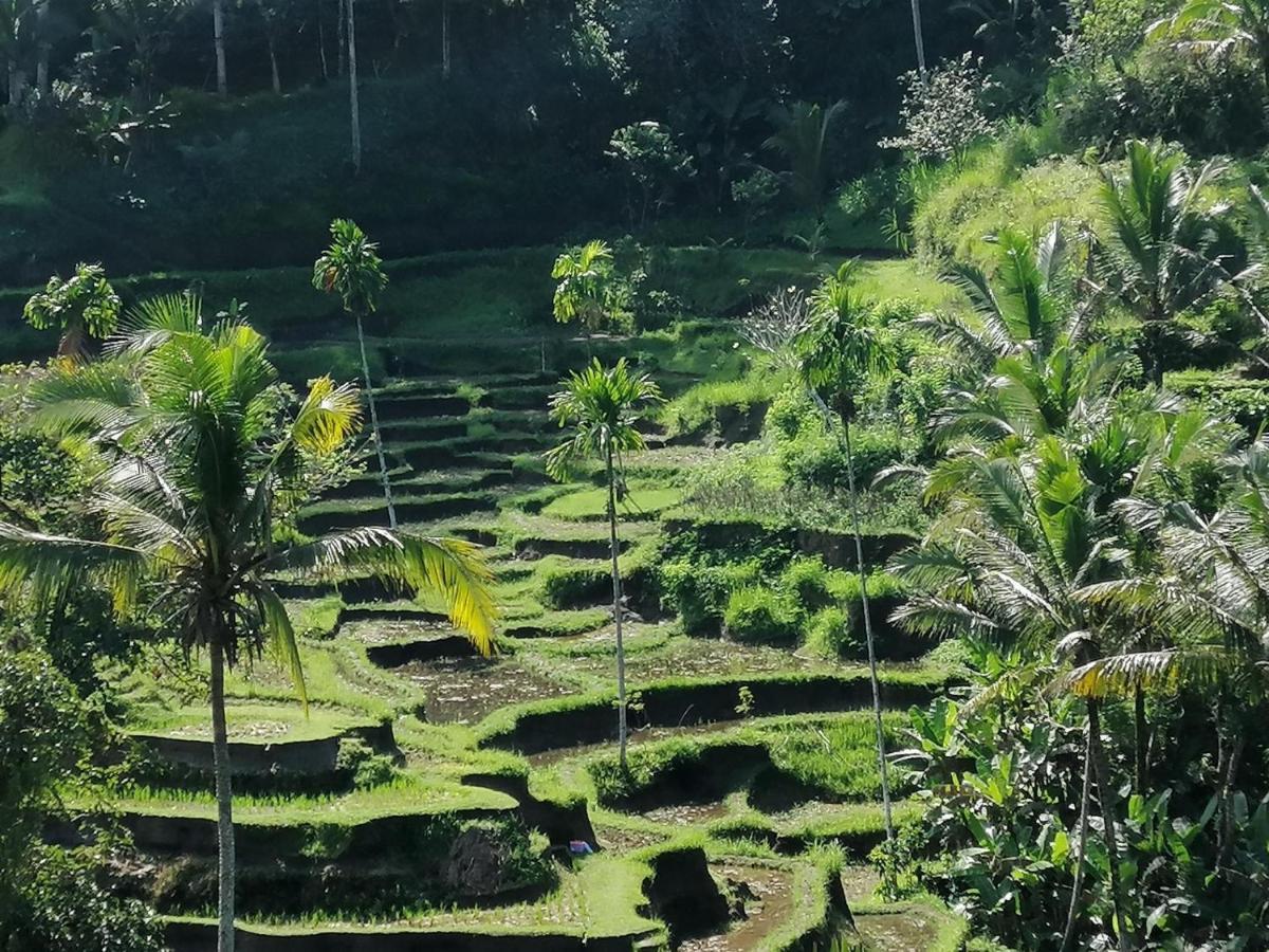 Villa Mon Reve Ubud Dış mekan fotoğraf